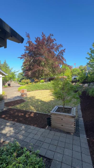 After — Raised beds lost under weeds — cleared, reshaped and barked