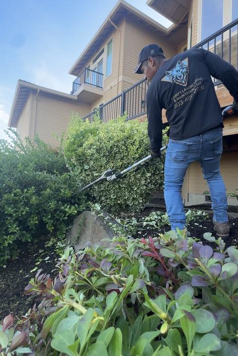 Shaping shrubs along the house