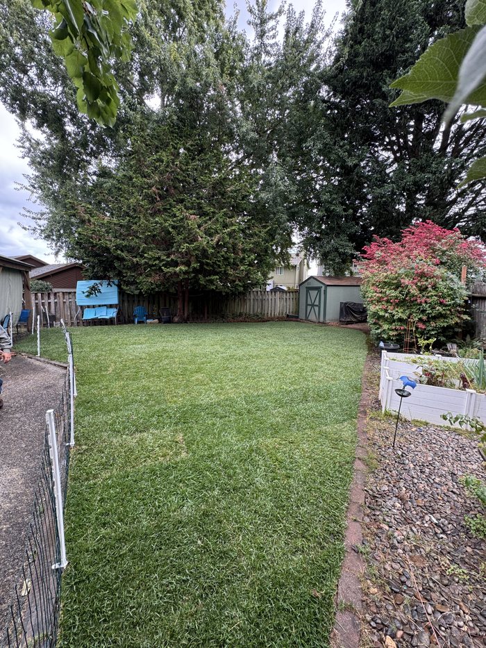 After — Patchy, thinned-out lawn stripped back — new sod laid, rolled and rooted in